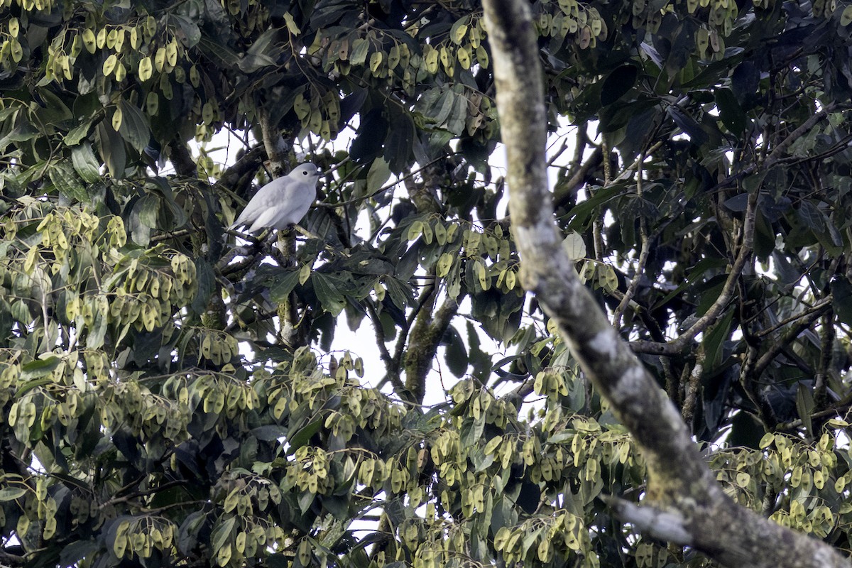 Snowy Cotinga - ML646606411
