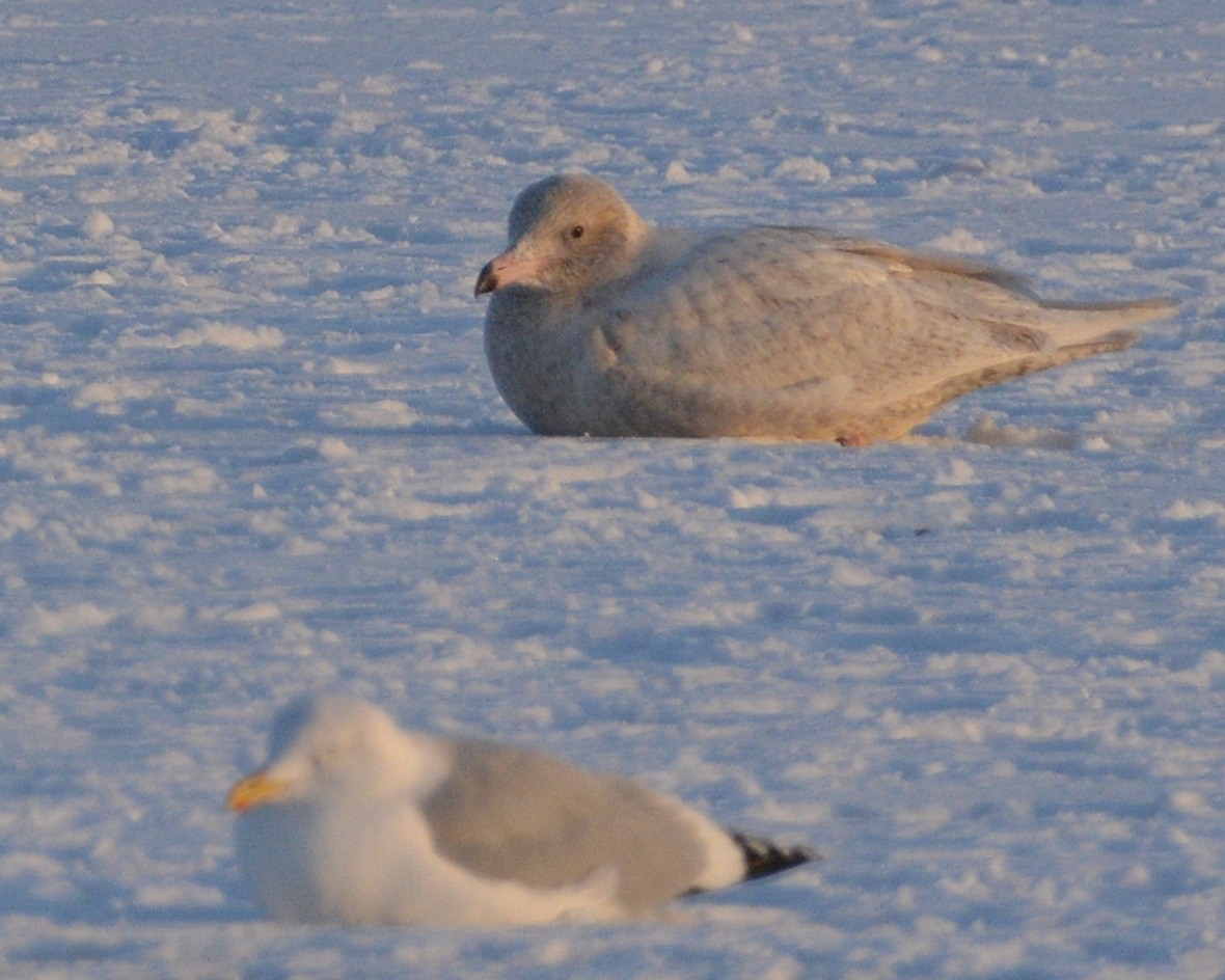 Glaucous Gull - ML646606412