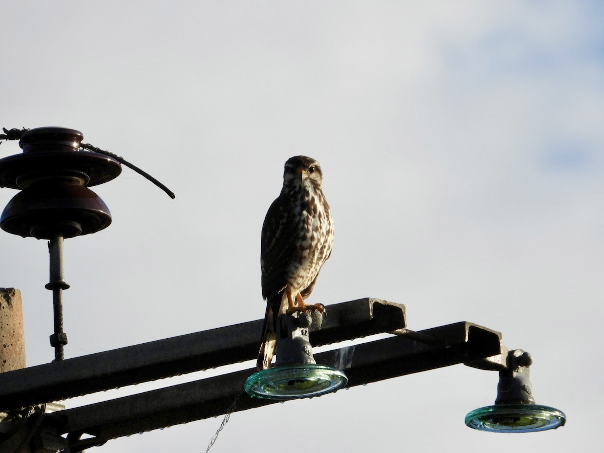 Gray Hawk - ML646606413