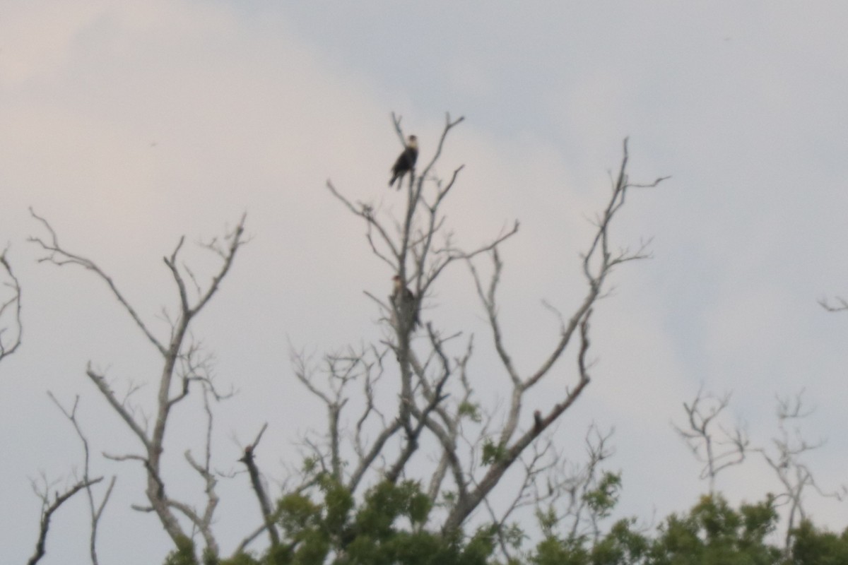 Crested Caracara - ML646606414