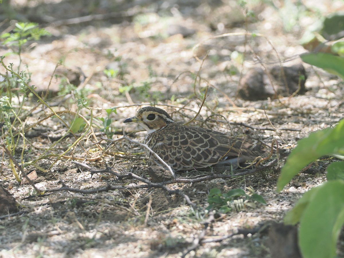 běhulík páskovaný - ML646606415