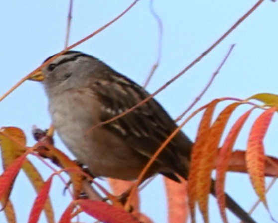 White-crowned Sparrow - ML646606416