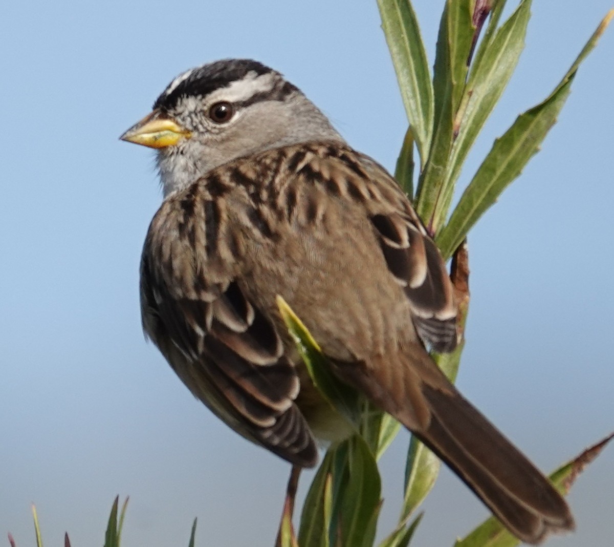 White-crowned Sparrow - ML646606417
