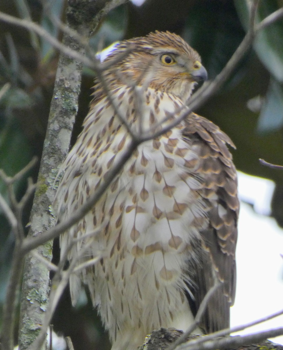 Cooper's Hawk - ML646606419