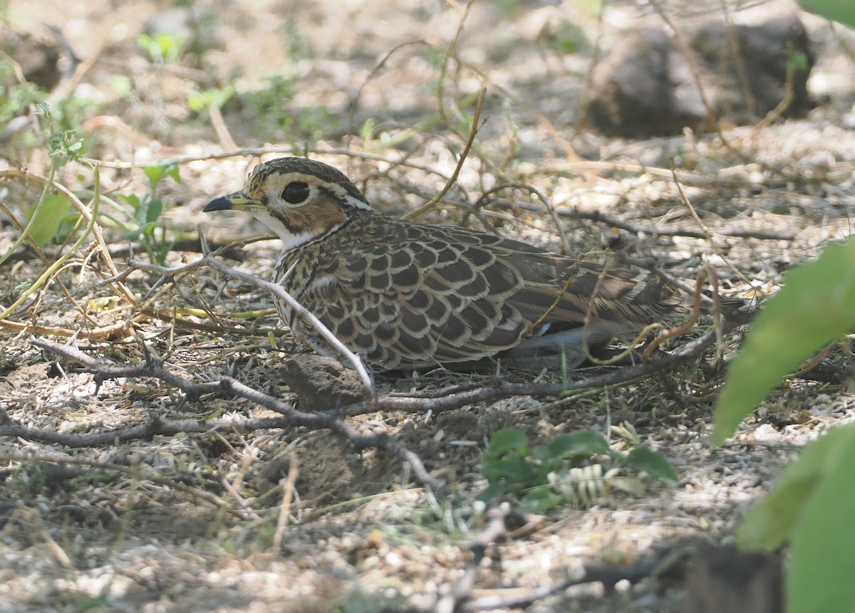 běhulík páskovaný - ML646606420