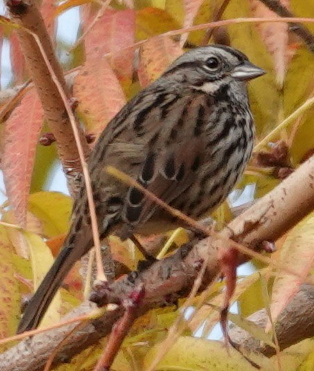 Song Sparrow - ML646606421