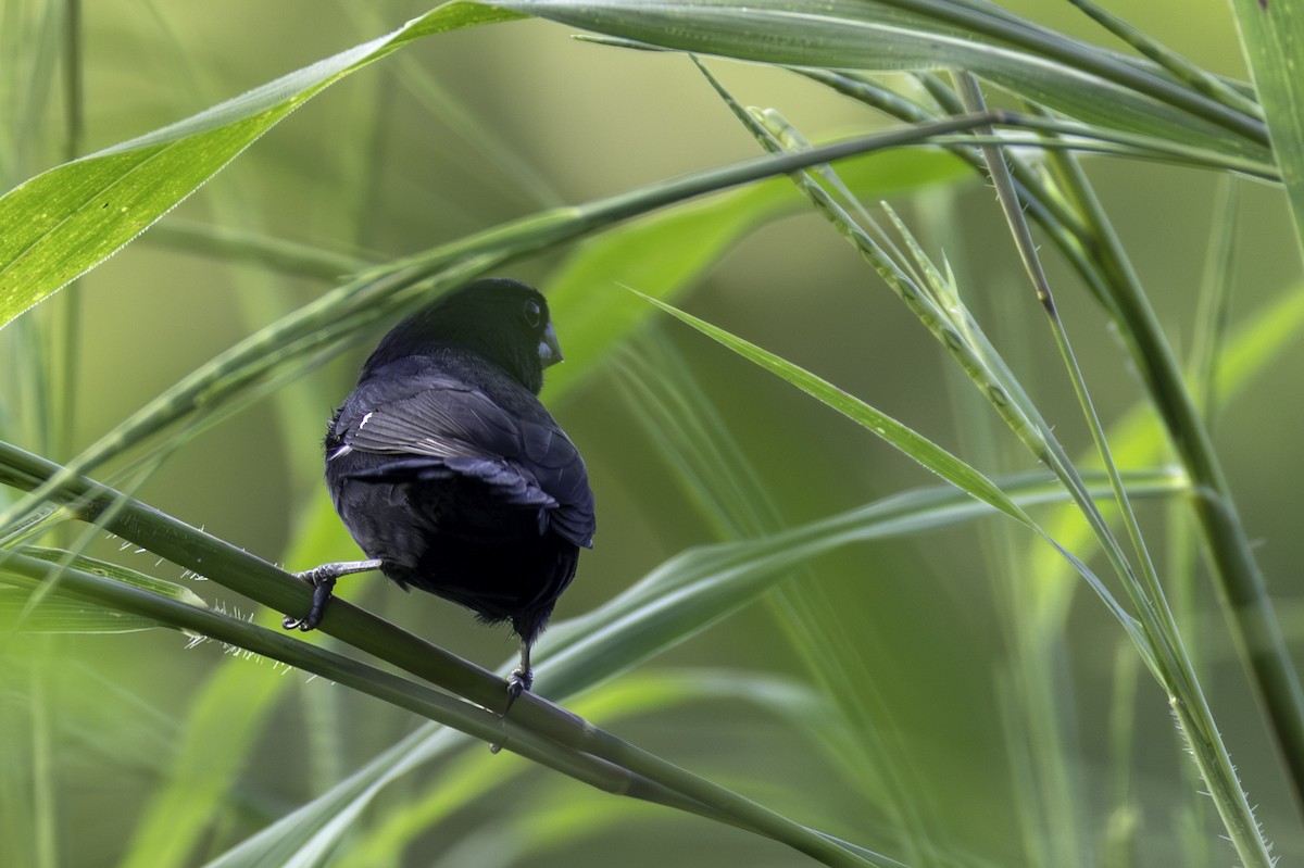 Blue-black Grosbeak - ML646606422