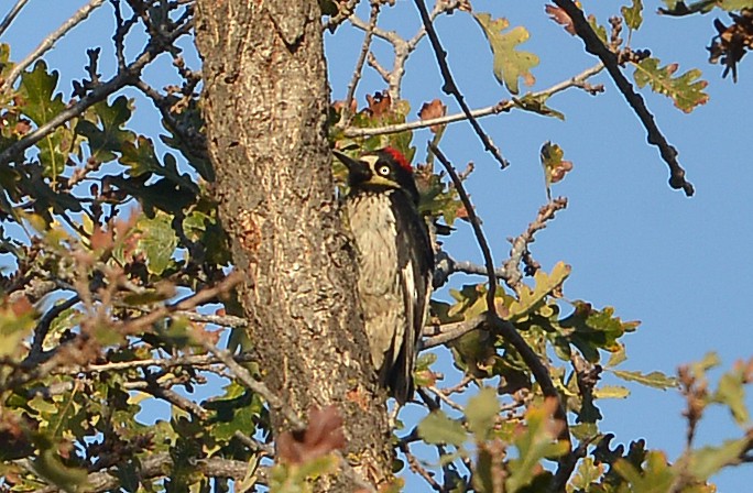 Acorn Woodpecker - ML646606423