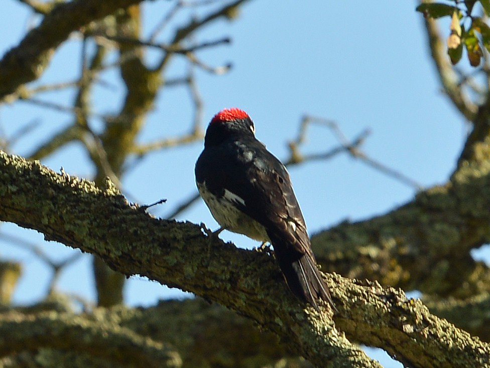Acorn Woodpecker - ML646606424