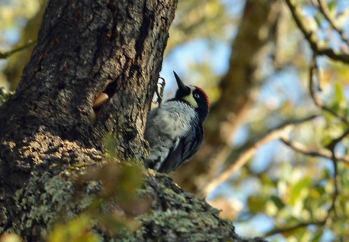Acorn Woodpecker - ML646606425