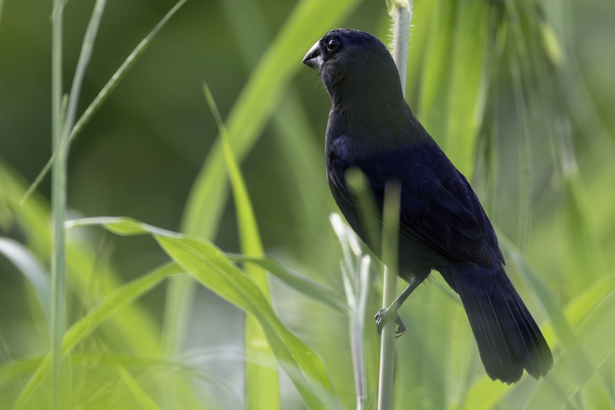 Blue-black Grosbeak - ML646606426