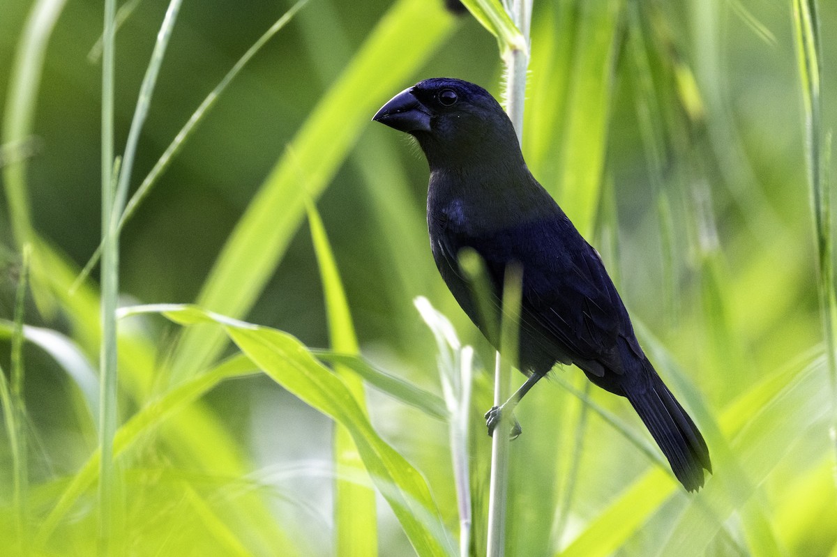 Blue-black Grosbeak - ML646606427