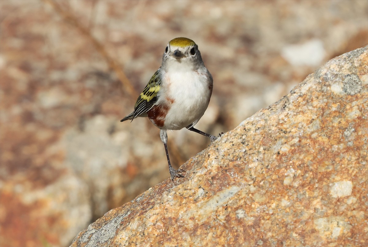 lesňáček rezavoboký - ML646606430