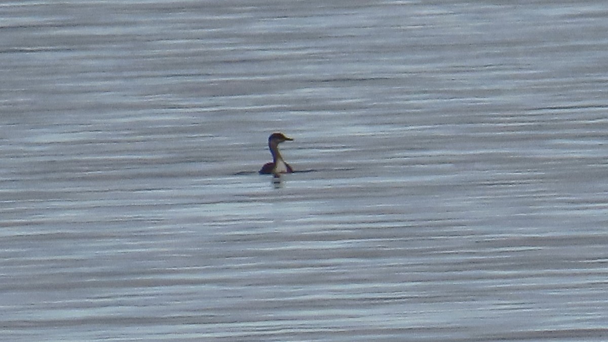 Kızıl Boyunlu Batağan - ML646606432