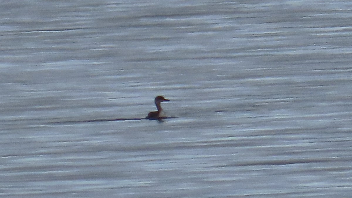 Kızıl Boyunlu Batağan - ML646606433