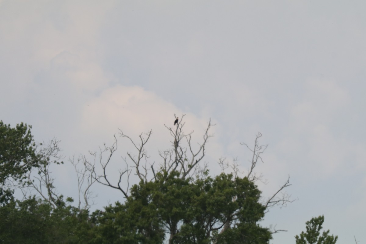 Crested Caracara - ML646606434