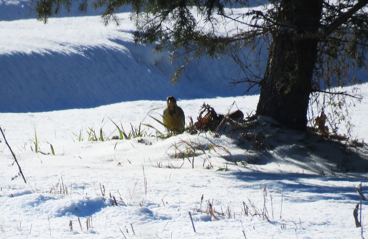 Western Meadowlark - ML646606435