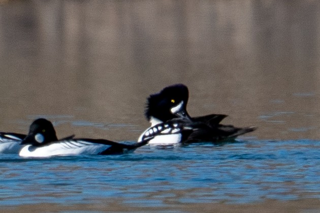Barrow's Goldeneye - ML646606436