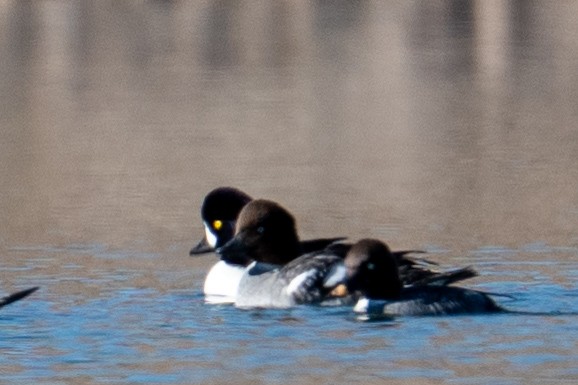 Barrow's Goldeneye - ML646606437