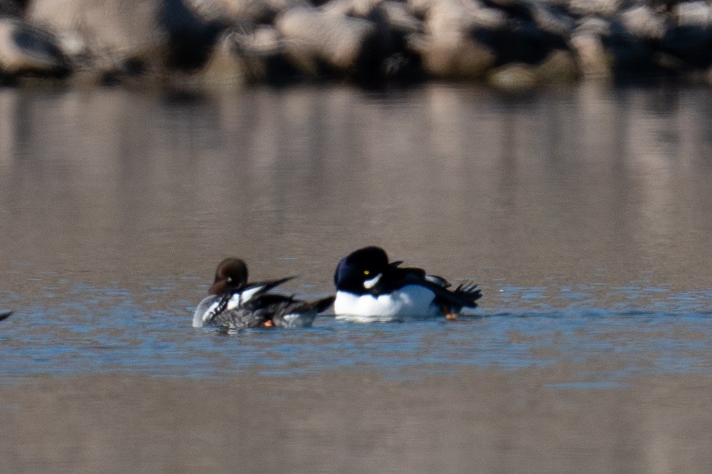 Barrow's Goldeneye - ML646606438