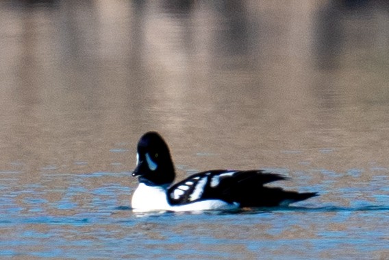 Barrow's Goldeneye - ML646606439