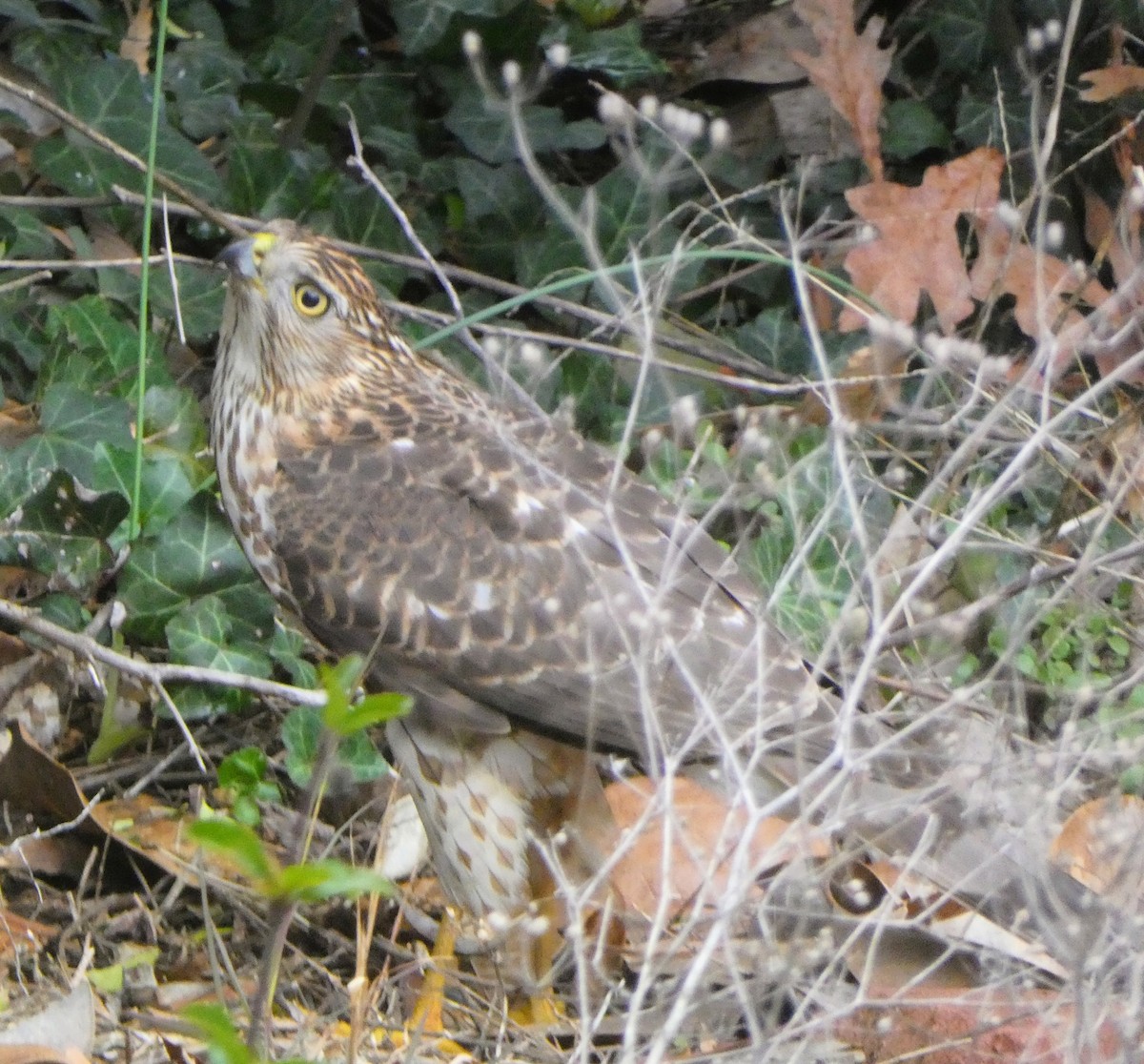 Cooper's Hawk - ML646606440