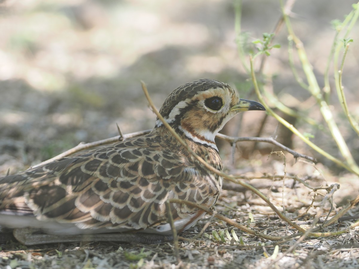 běhulík páskovaný - ML646606441