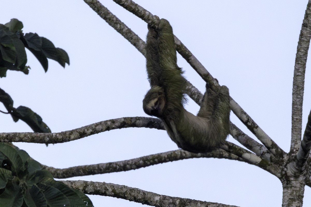 Three-toed Sloths - ML646606444