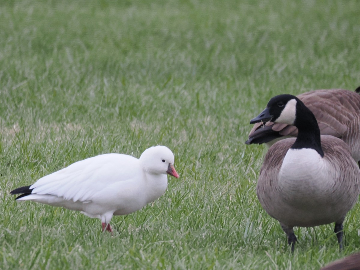 Гуска Роса - ML646606446