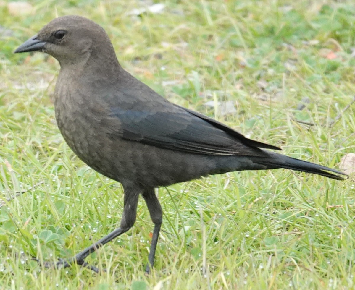 Brewer's Blackbird - ML646606447