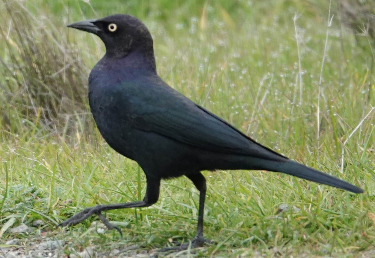 Brewer's Blackbird - ML646606448