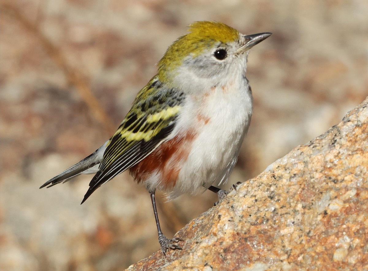 lesňáček rezavoboký - ML646606450