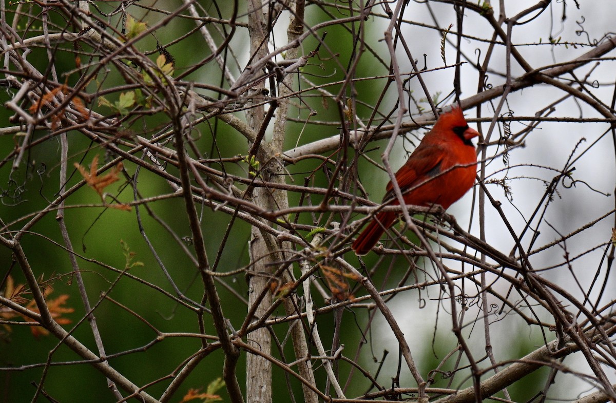 Rotkardinal - ML646606451