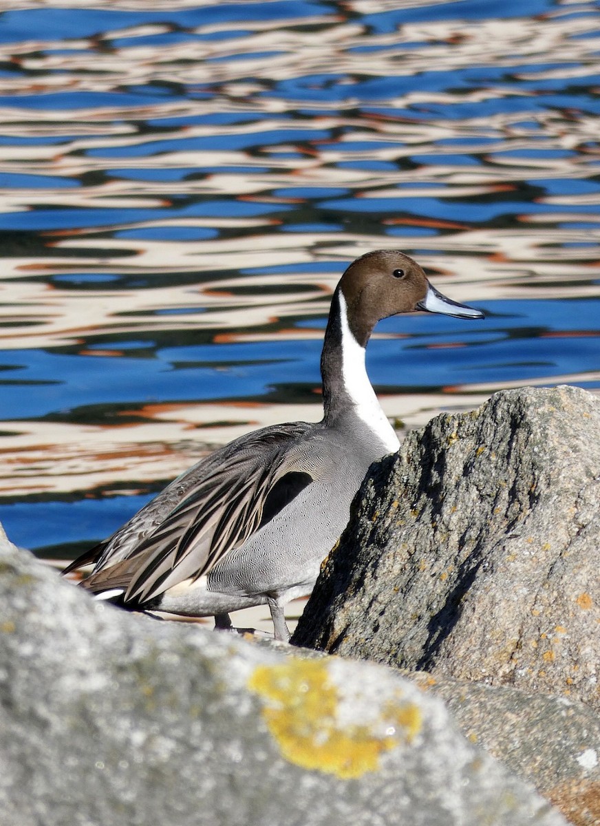 ostralka štíhlá - ML646606452