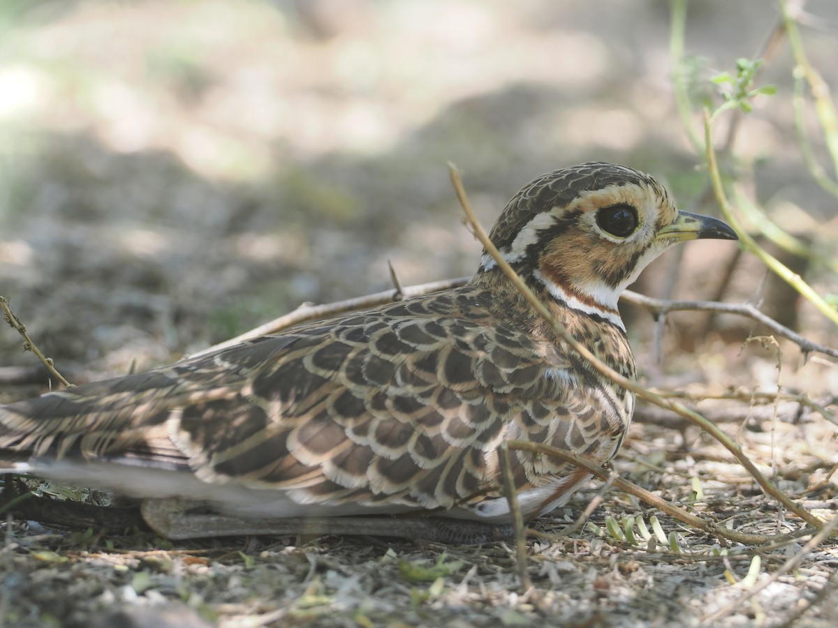 běhulík páskovaný - ML646606454