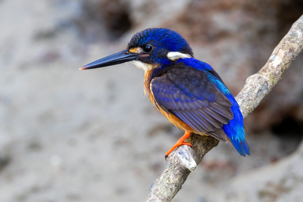 Azure Kingfisher - ML646606460