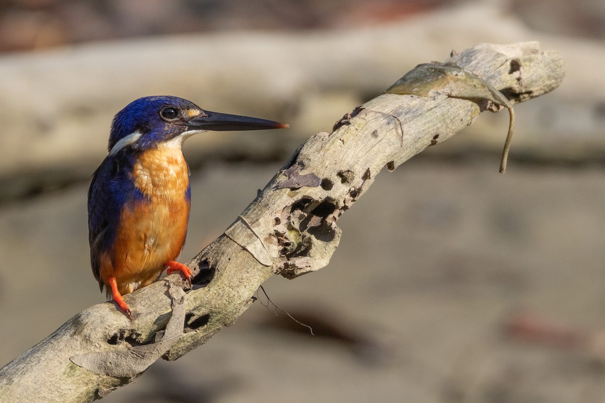 Azure Kingfisher - ML646606461