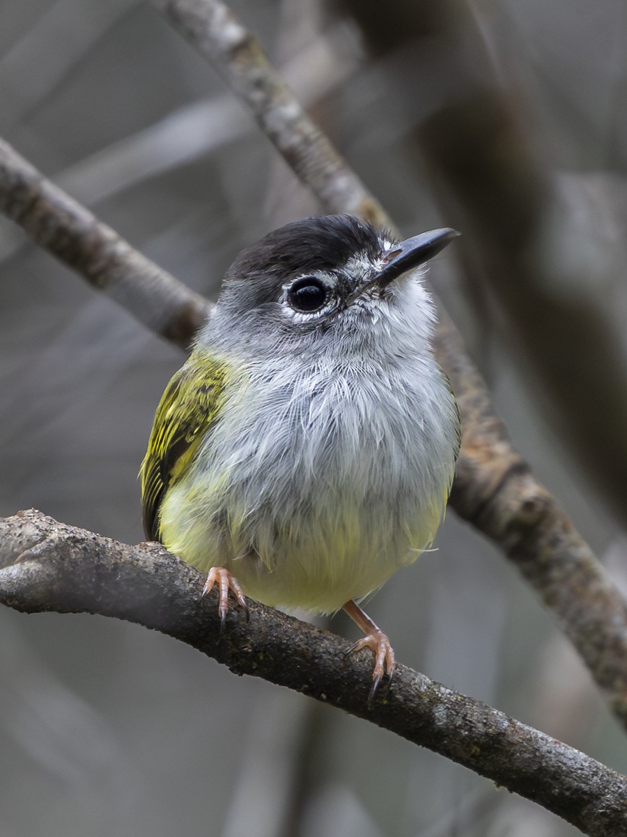 Аруна чорноголова - ML646606462