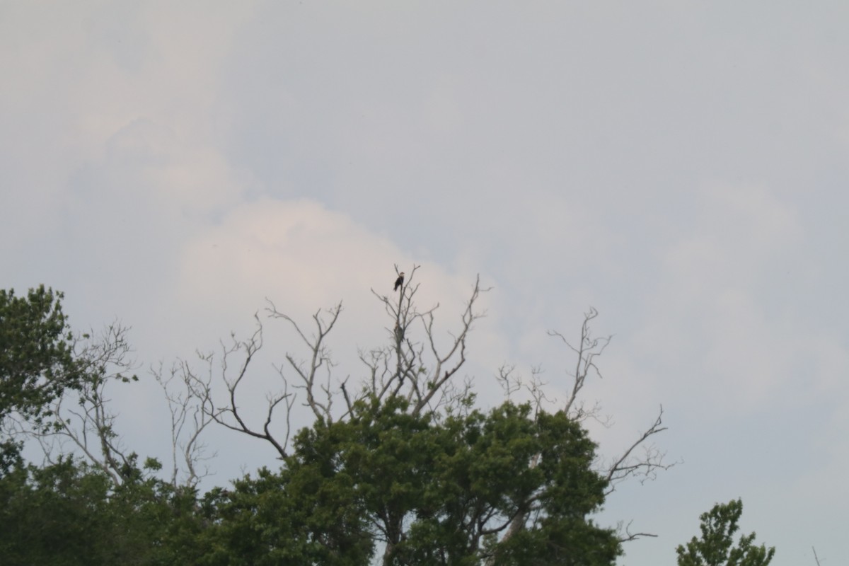 Crested Caracara - ML646606463