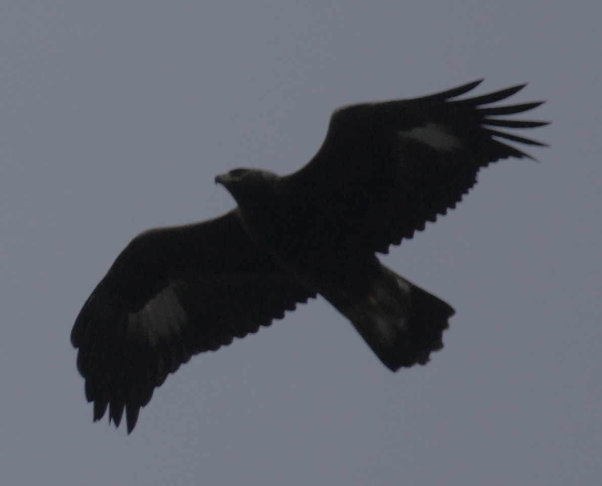 Цармын бүргэд - ML646606464