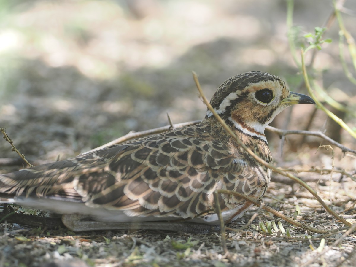 běhulík páskovaný - ML646606466