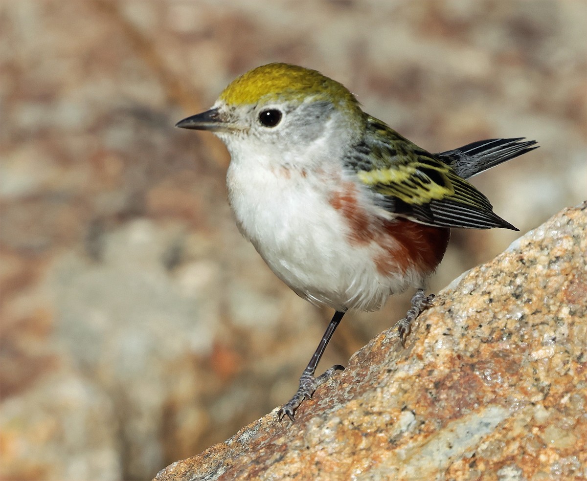 lesňáček rezavoboký - ML646606467