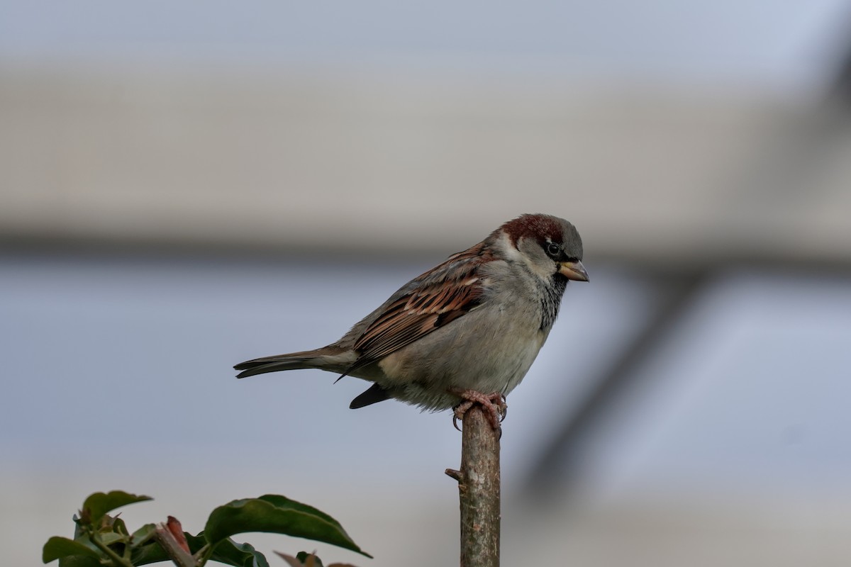 Haussperling - ML646606468