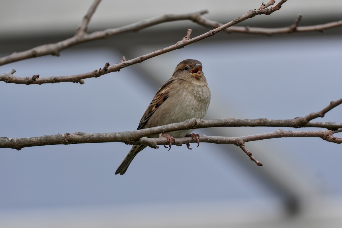 Haussperling - ML646606469