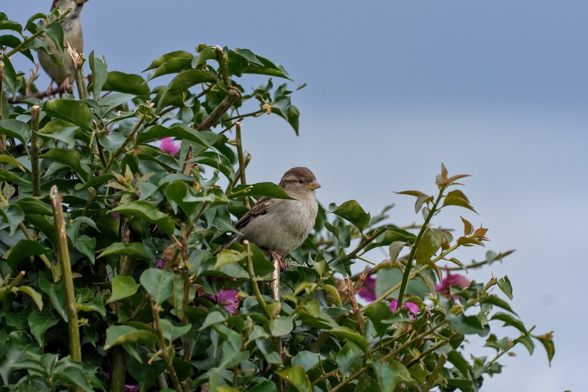 Haussperling - ML646606470