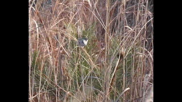 Clay-colored Sparrow - ML646606471