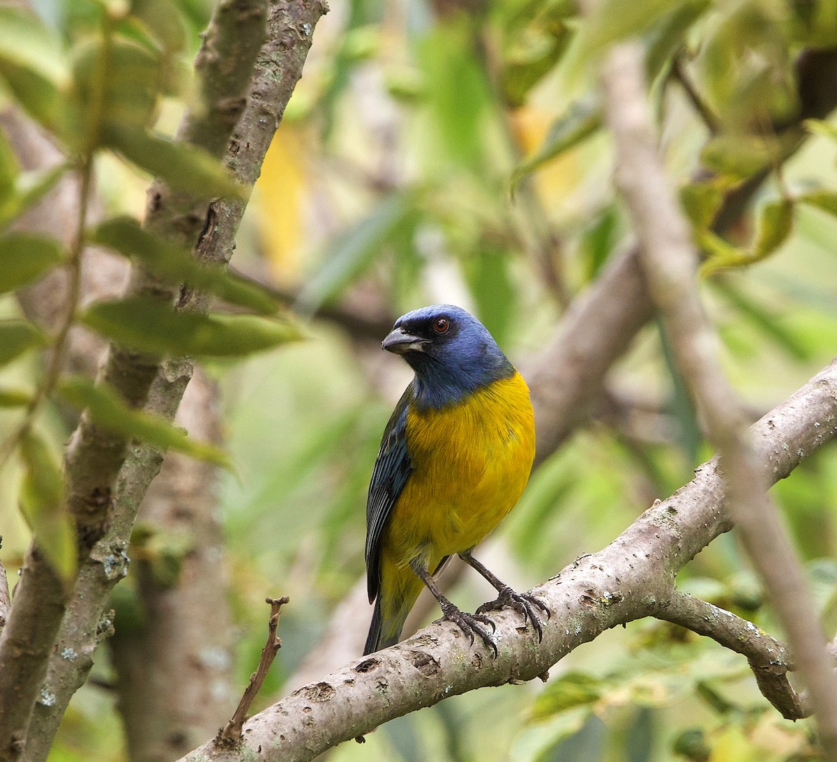 Blue-and-yellow Tanager - ML646606472