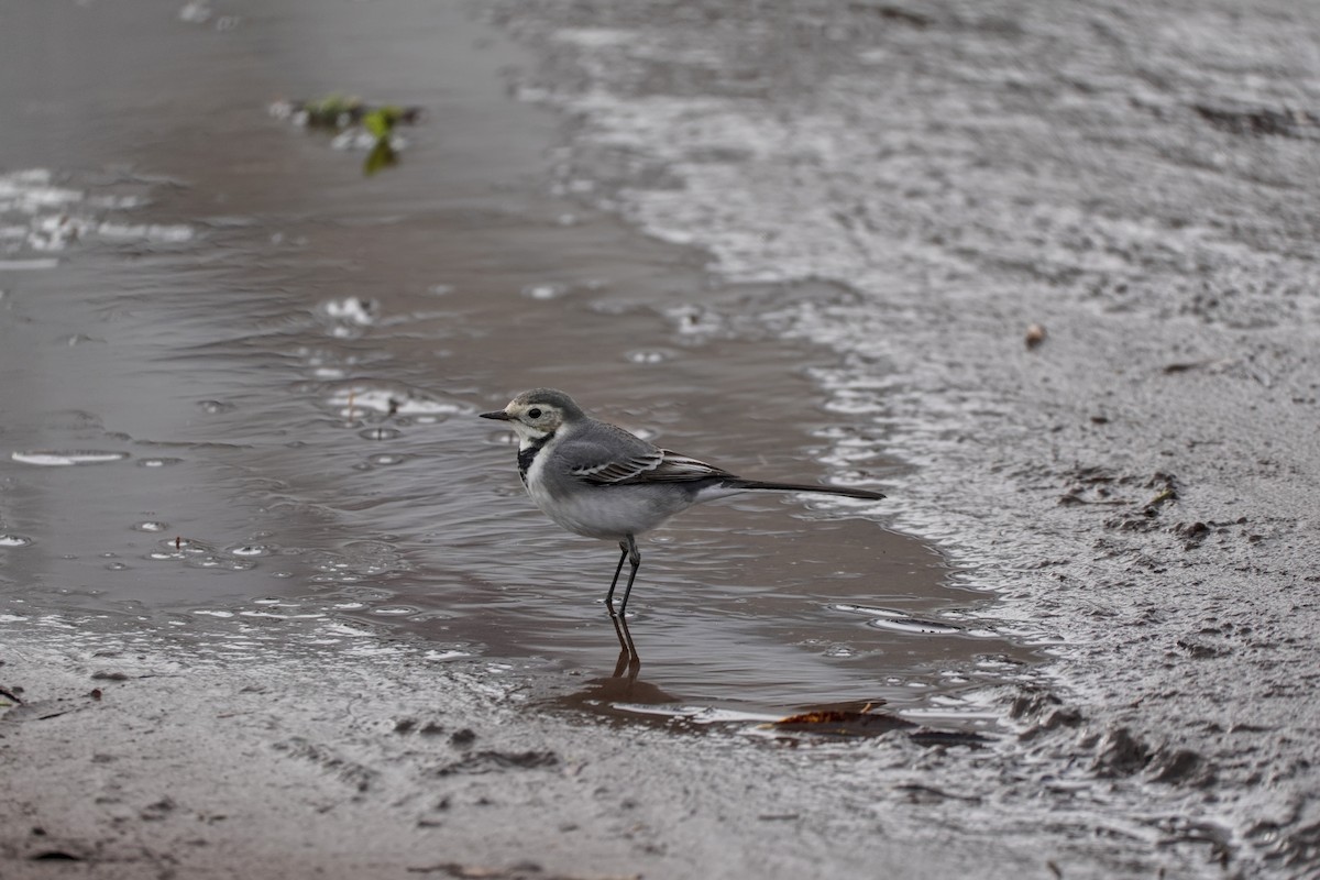 White Wagtail - ML646606481