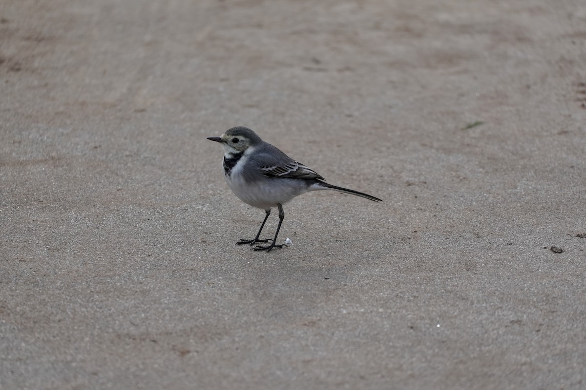 White Wagtail - ML646606482