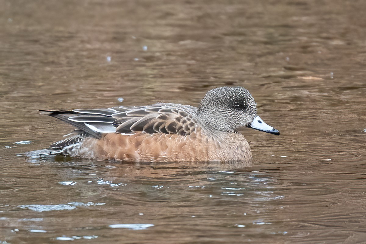 Американская свиязь - ML646606483